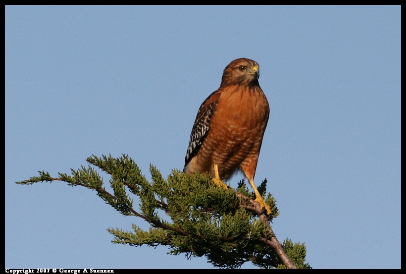 0107-155140-03.jpg - Red Shouldered Hawk - Berkeley Aquatic Park - Jan 7, 2007