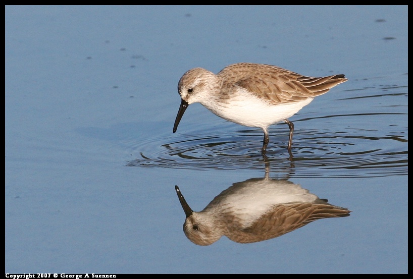 0107-155734-02.jpg - Western Sandpiper - Berkeley Aquatic Park - Jan 7, 2007