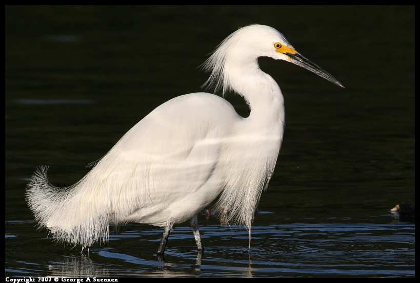 0322-182332-01.jpg - Snowy Egret - Berkeley Aquatic Park - Mar 22, 2007