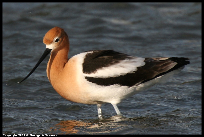 0411-182538-01.jpg - American Avocet - Berkeley Aquatic Park - Apr 11, 2007