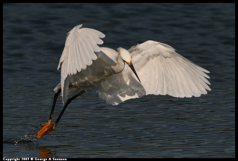 0416-174246-02.jpg - Snowy Egret - Berkeley Aquatic Park - Apr 16, 2007