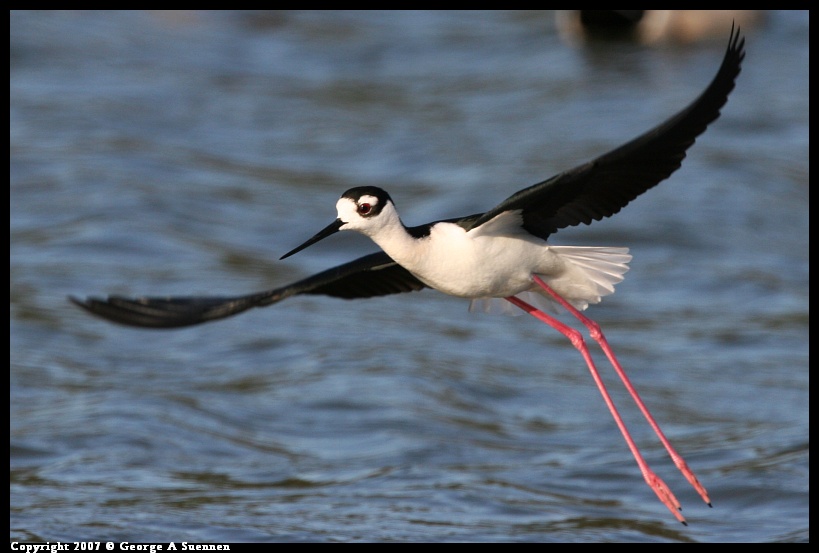 0418-181606-02.jpg - Black-necked Stilt - Berkeley Aquatic Park - Apr 18, 2007