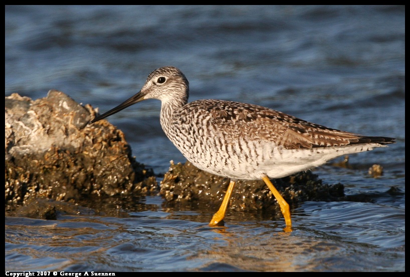 0418-182506-03.jpg - Greater Yellowlegs - Berkeley Aquatic Park - Apr 18, 2007