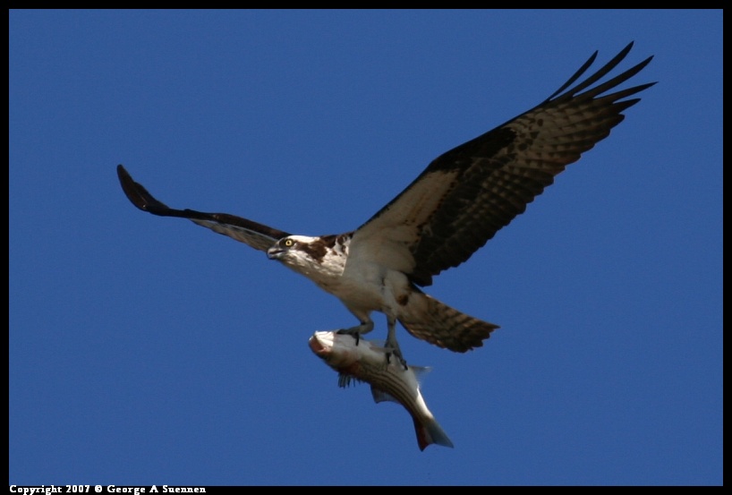 0505-171540-03.jpg - Osprey - Point Isabel - May 5, 2007