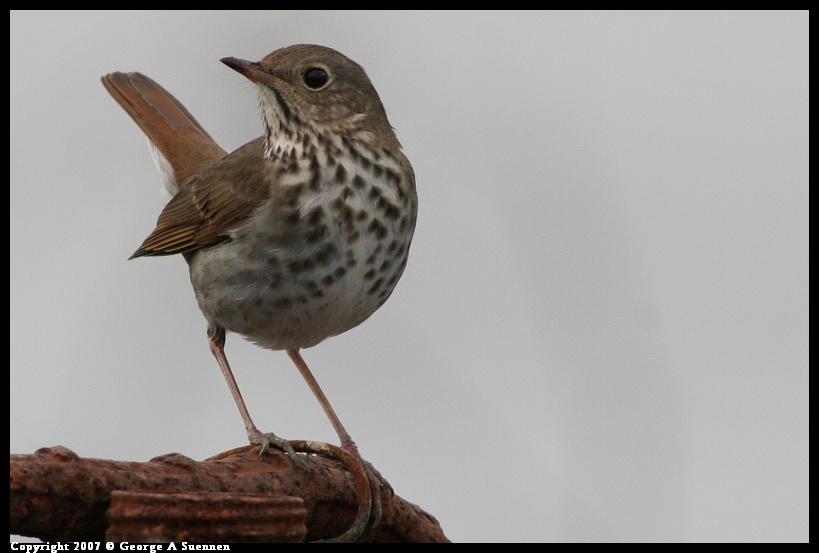 1124-153639-01.jpg - Hermit Thrush - Albany Plateau - Nov 24, 2007