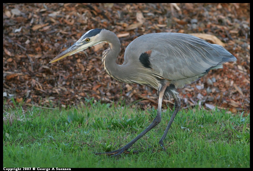 1205-172653-01.jpg - Great Blue Heron - Berkeley Aquatic Park - Dec 5, 2007