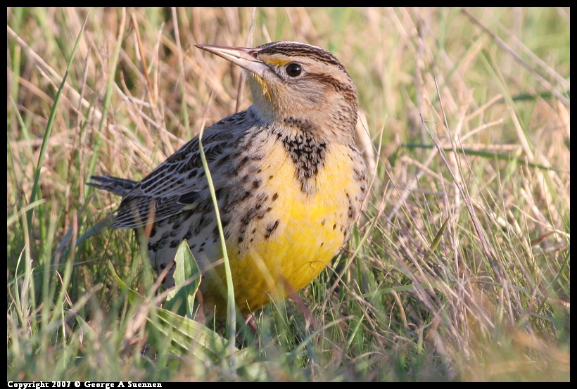 1207-165331-04.jpg - Western Meadowlark - Albany Plateau - Dec 7, 2007
